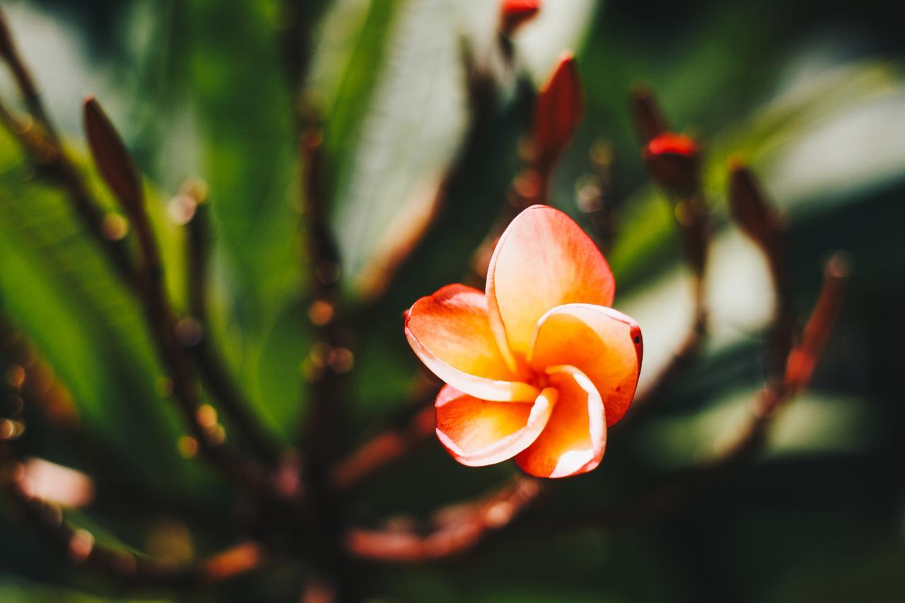 Villa Flor De Mayo Tulum Eksteriør bilde